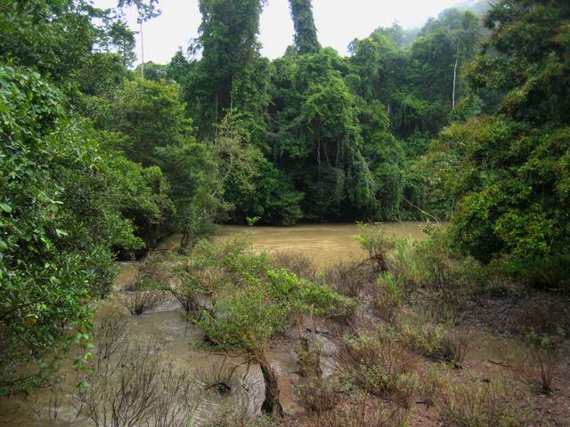 river in the jungle - free image