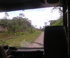 Road between jungle