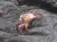 rock Crab