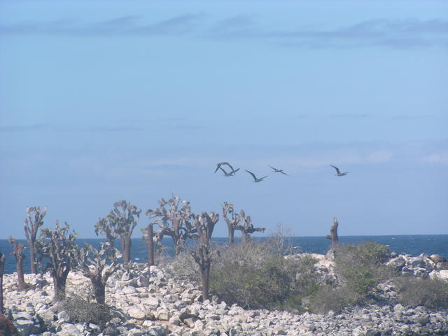 rocky seashore - free image