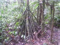 roots of the tree.