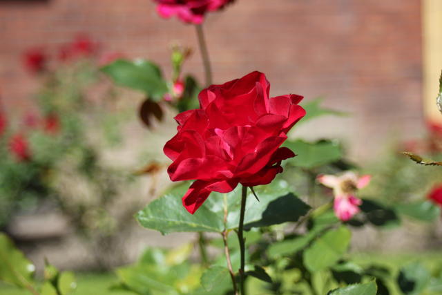 rose - free image