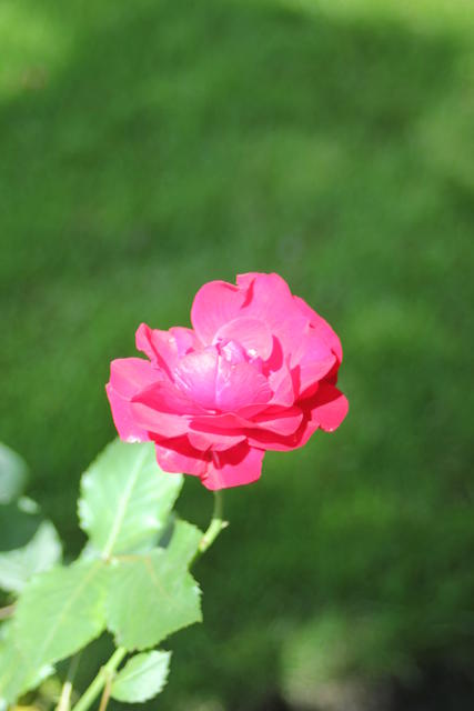 Rose - free image