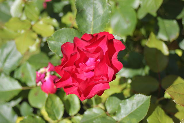 Rose - free image