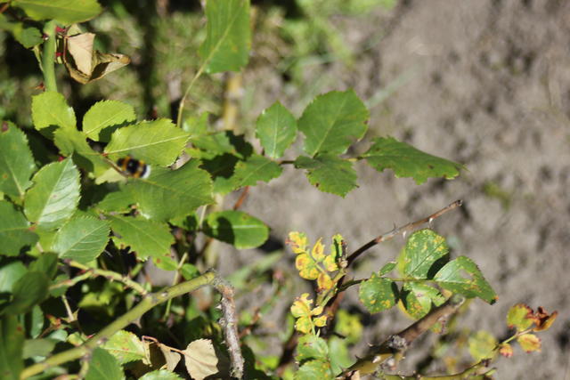 rose leaves - free image