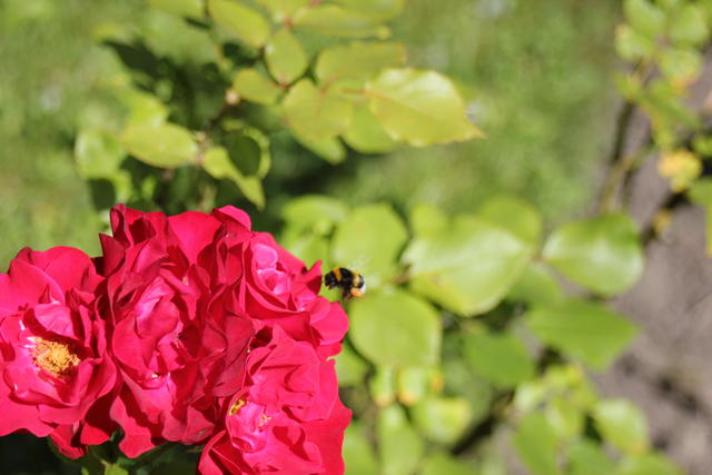 Rose plant - free image
