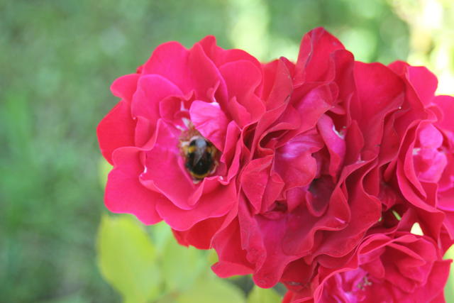 Rose with bees - free image