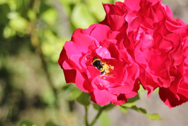 Rose with bumblebee - free image
