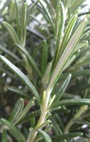 rosemary leaves