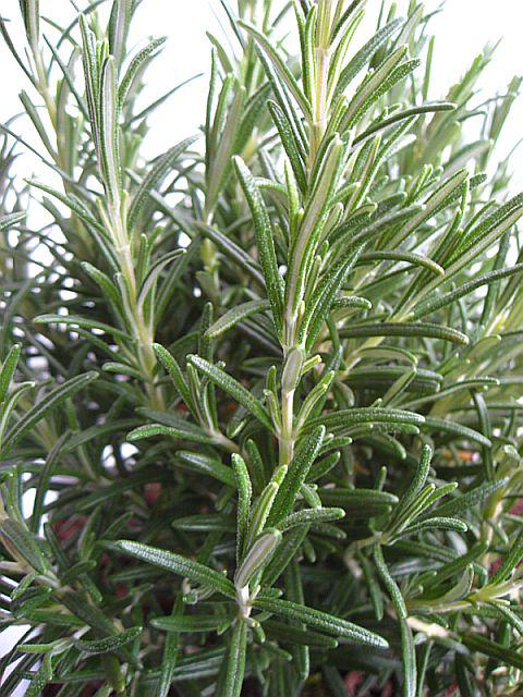 Rosmarinus officinalis - free image