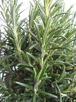 Rosmarinus officinalis