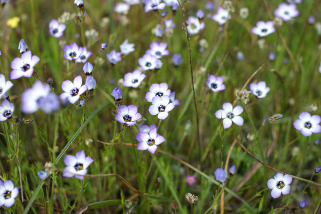 Rosy gilia - free image