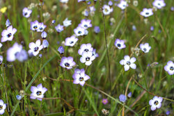 Rosy gilia