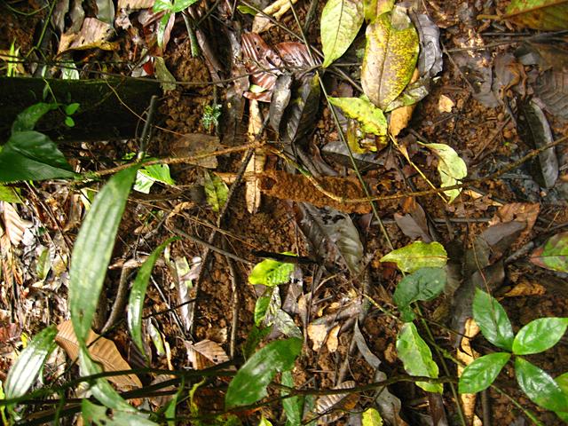 Ruined  leaves - free image