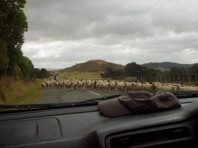 Rushing sheeps - free image