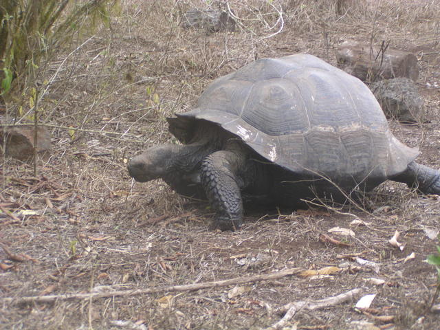 saddle backed Tortoise - free image