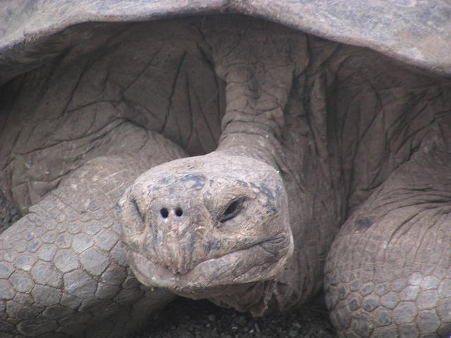 Saddleback Tortoise - free image