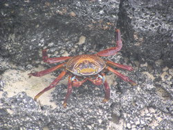 sally Light Foor crab