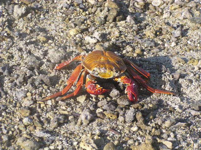 Sally Lightfoot Crab - free image