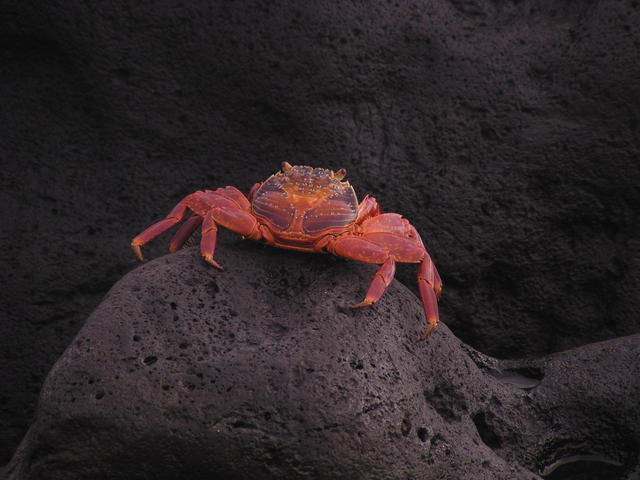 Sally Lightfoot Crab - free image