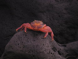 Sally Lightfoot Crab