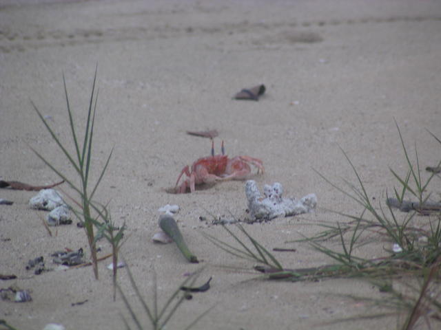 sally lightfoot crab - free image