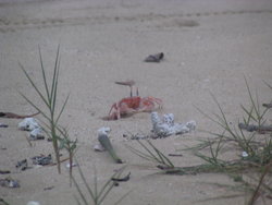 sally lightfoot crab