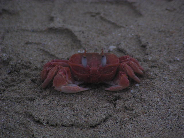 Sally Lightfoot Crab - free image