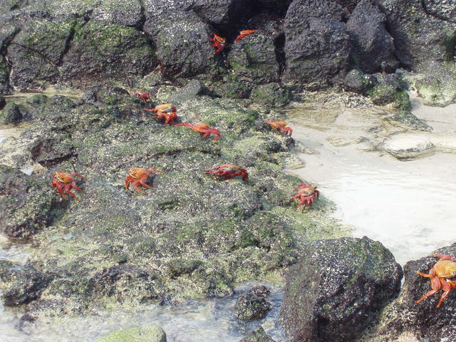 sally lightfoot crabs - free image