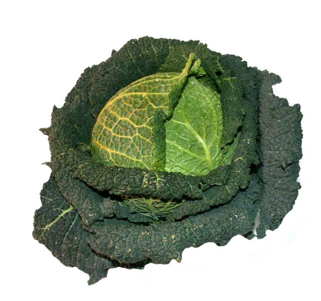 Savoy cabbage - free image