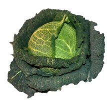 Savoy cabbage