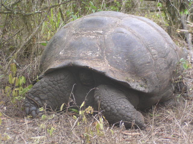 scared tortoise - free image