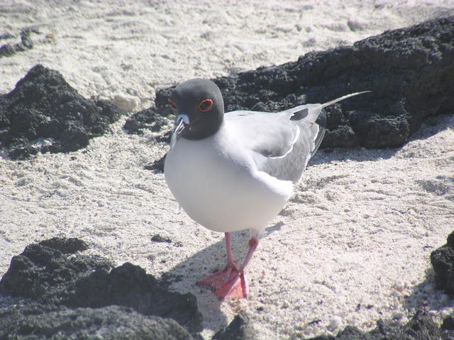 scary ringed seagull - free image