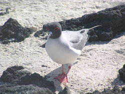 scary ringed seagull