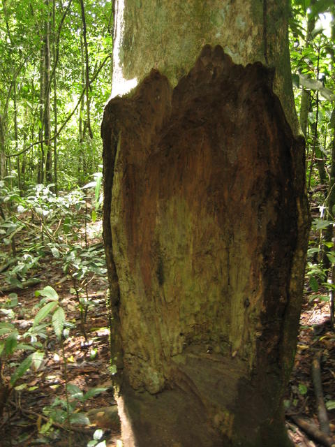scooped tree trunk - free photo scooped tree trunk - free image