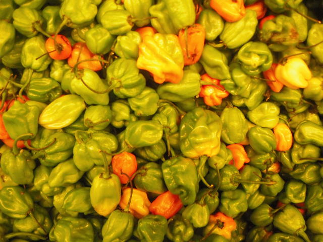 Scotch Bonnet Pepper - free image