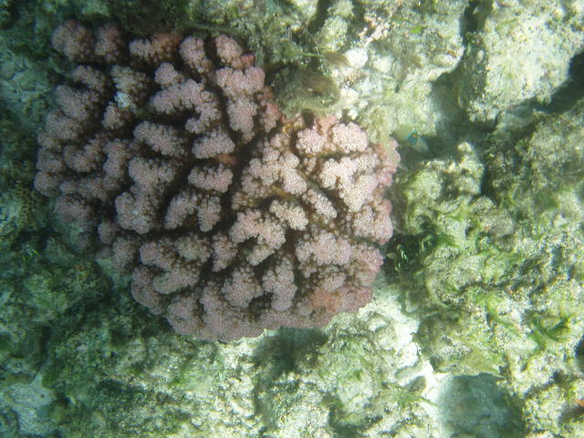 sea anemone - free image