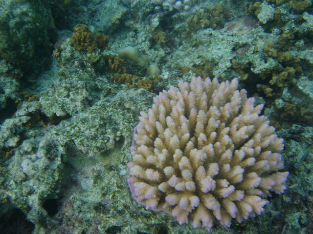 Sea Anemone - free image