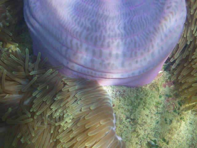 Sea Anemone - free image