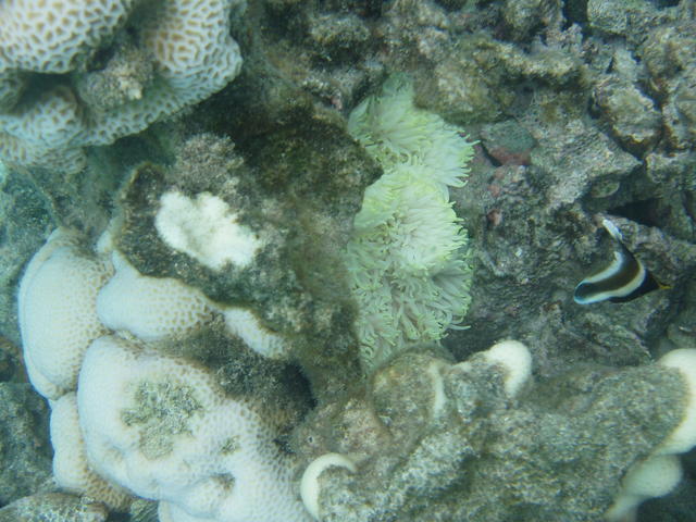 sea anemone and corals - free image