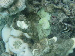 sea anemone and corals
