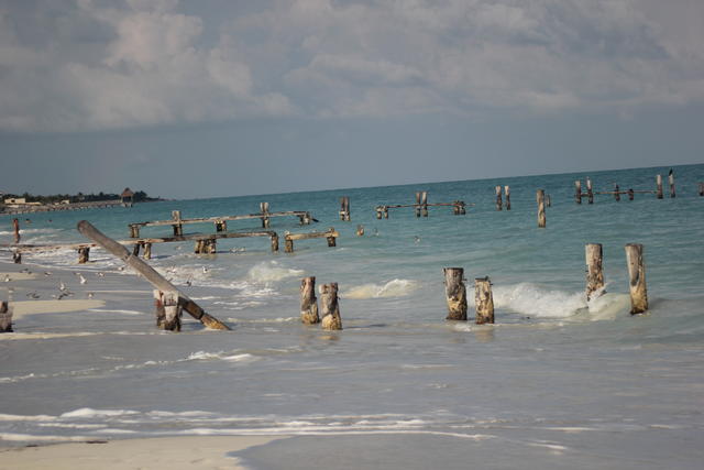 sea beach with logs - free image