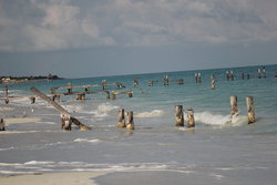 sea beach with logs