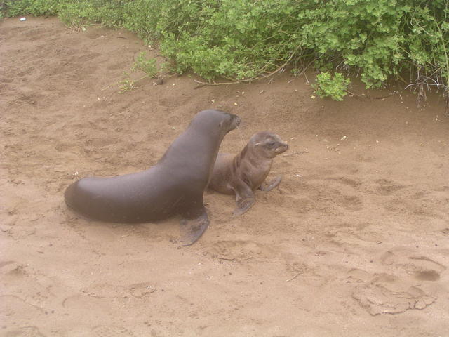 Sea cows pup - free image