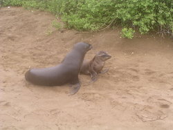 Sea cows pup