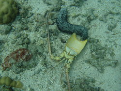 sea cucumber hiding