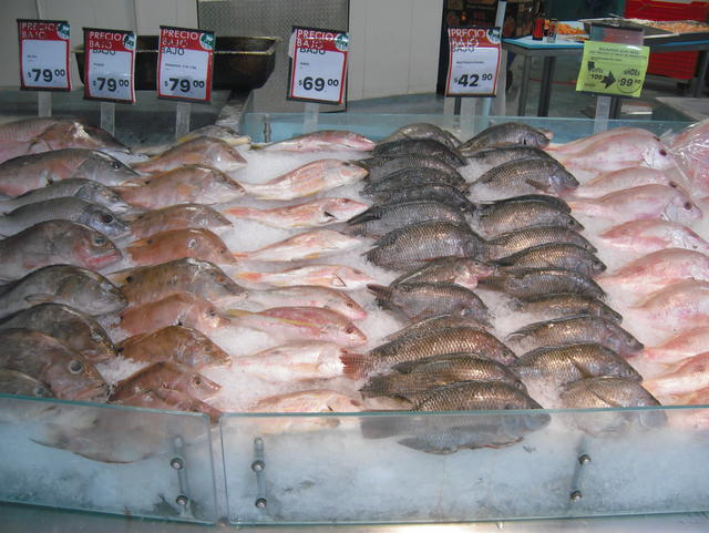 sea fishes - free image