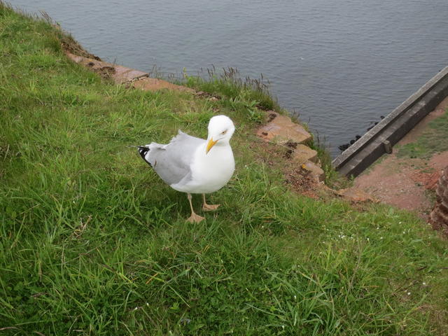 sea gull - free image