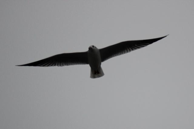 Sea gull - free image