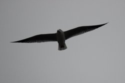 Sea gull